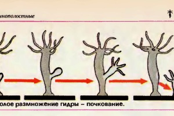 Блэк спрут актуальные зеркала