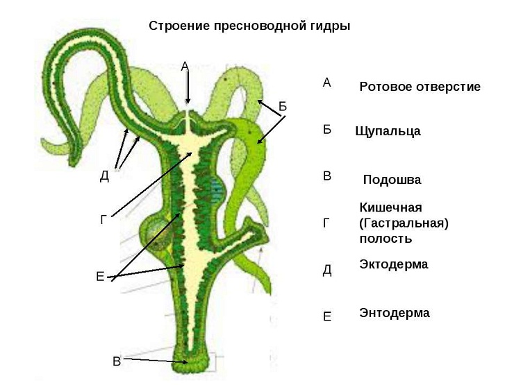 Логин пароль blacksprut bs2web top